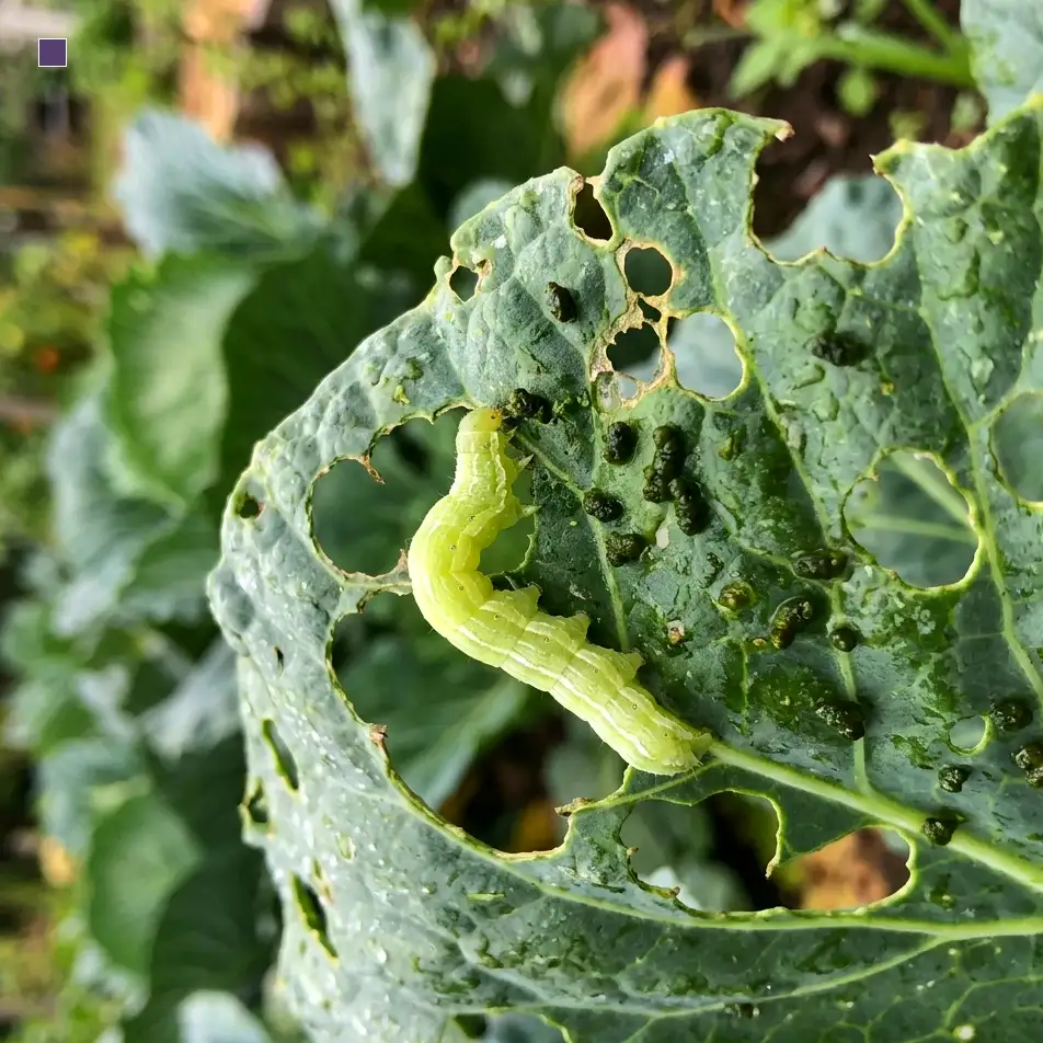 Pepper Bud Midge: reference image from the PlantArmor field guide